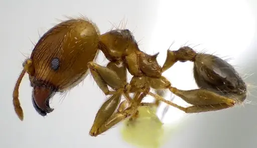 Pheidole megacephala - ANTWEB1041605