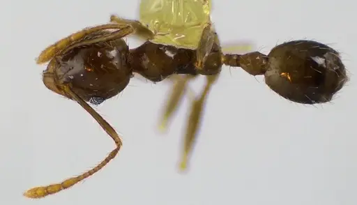 Pheidole megacephala - ANTWEB1041606