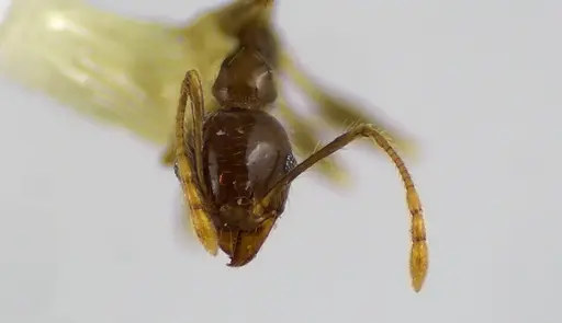 Pheidole megacephala - ANTWEB1041606