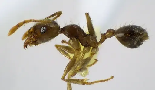 Pheidole megacephala - ANTWEB1041606