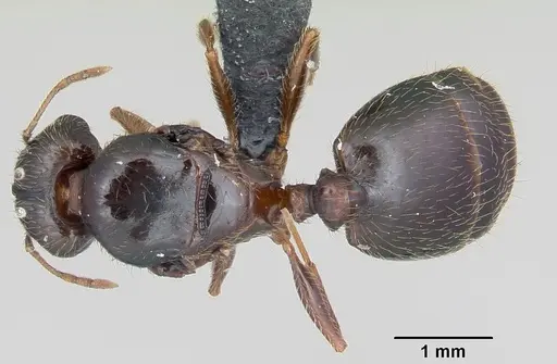 Pheidole megacephala - CASENT0055887