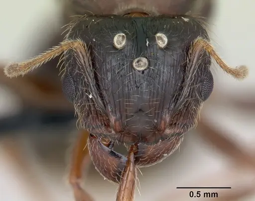 Pheidole megacephala - CASENT0055887