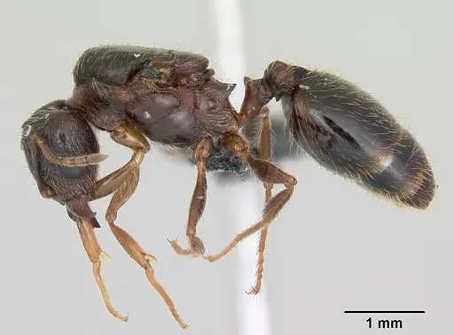 Pheidole megacephala - CASENT0055887