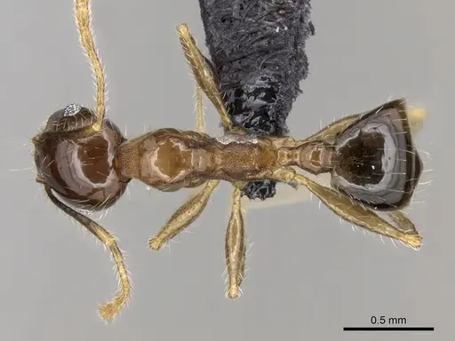 Pheidole megacephala - CASENT0056016