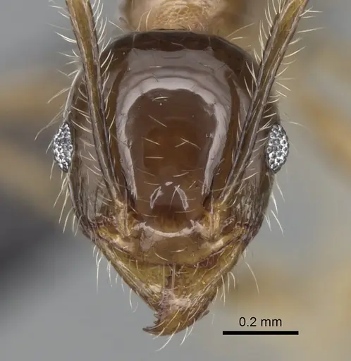 Pheidole megacephala - CASENT0056016