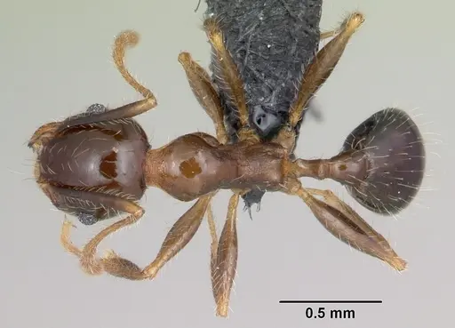 Pheidole megacephala - CASENT0059654