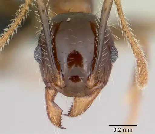 Pheidole megacephala - CASENT0059654