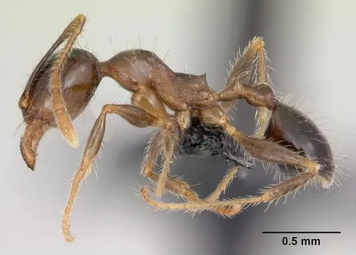 Pheidole megacephala - CASENT0059654