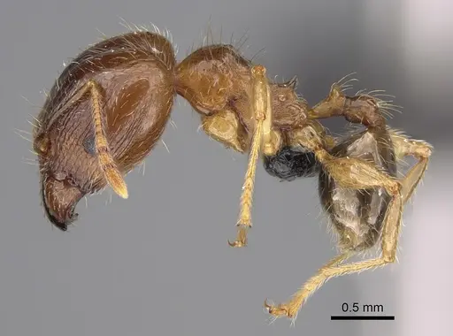 Pheidole megacephala - CASENT0059673