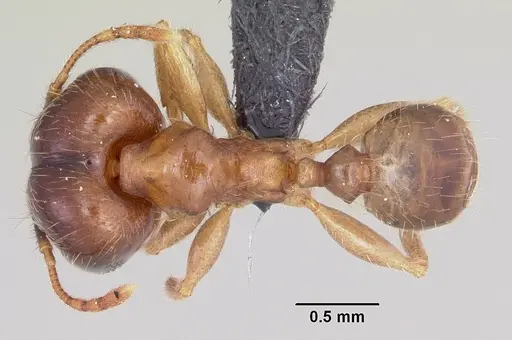 Pheidole megacephala - CASENT0063124