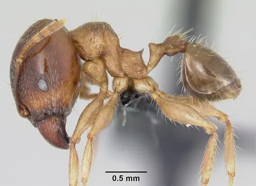 Pheidole megacephala - CASENT0063124
