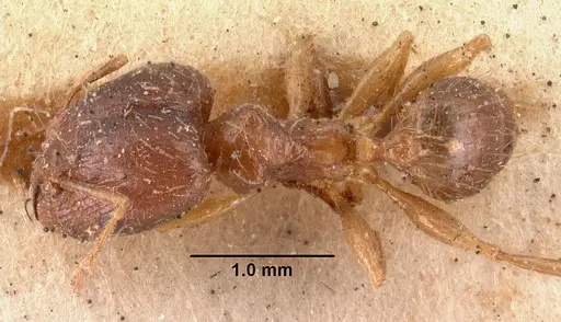 Pheidole megacephala - CASENT0101411