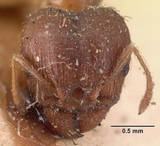 Pheidole megacephala - CASENT0101411