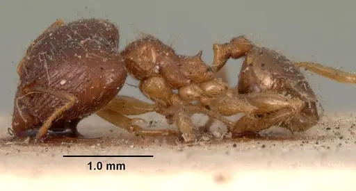 Pheidole megacephala - CASENT0101411