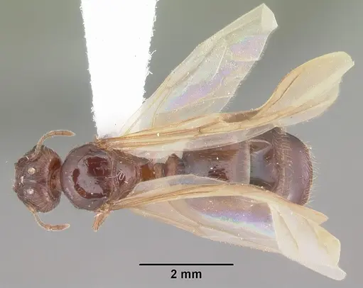 Pheidole megacephala - CASENT0104406