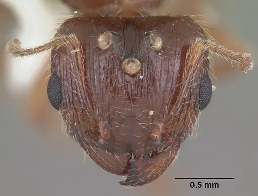 Pheidole megacephala - CASENT0104406