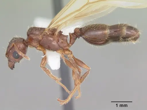 Pheidole megacephala - CASENT0104406