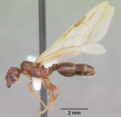 Pheidole megacephala - CASENT0104406