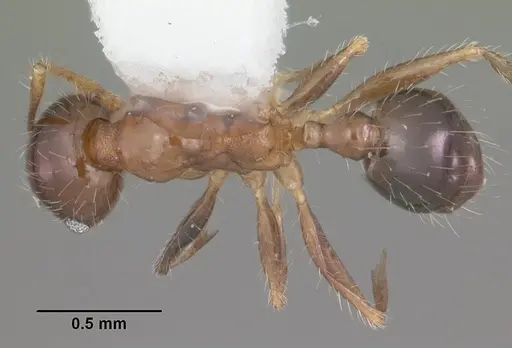 Pheidole megacephala - CASENT0104407