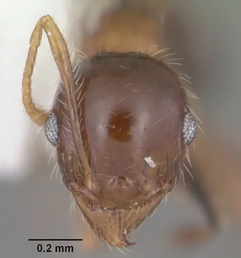 Pheidole megacephala - CASENT0104407