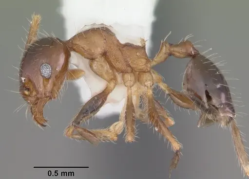 Pheidole megacephala - CASENT0104407