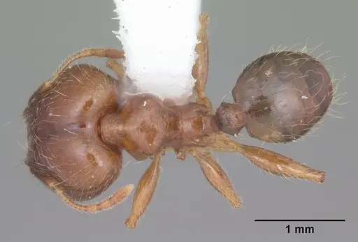 Pheidole megacephala - CASENT0104408