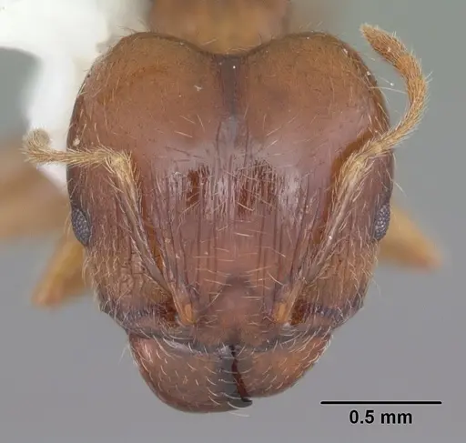 Pheidole megacephala - CASENT0104408