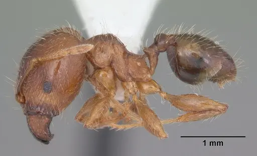Pheidole megacephala - CASENT0104408