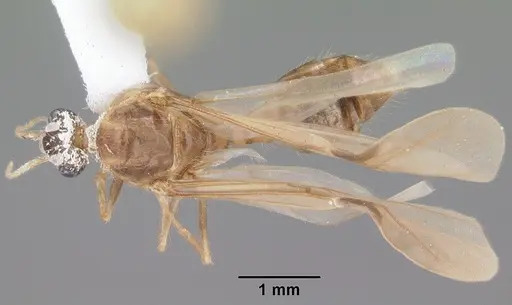 Pheidole megacephala - CASENT0104409