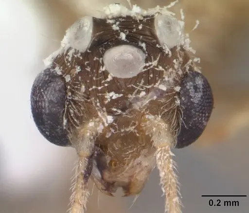 Pheidole megacephala - CASENT0104409