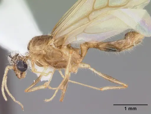 Pheidole megacephala - CASENT0104409