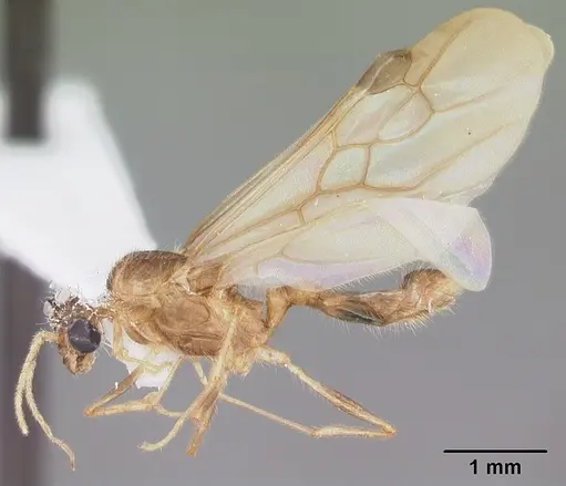 Pheidole megacephala - CASENT0104409