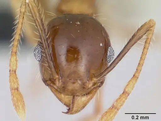 Pheidole megacephala - CASENT0104905