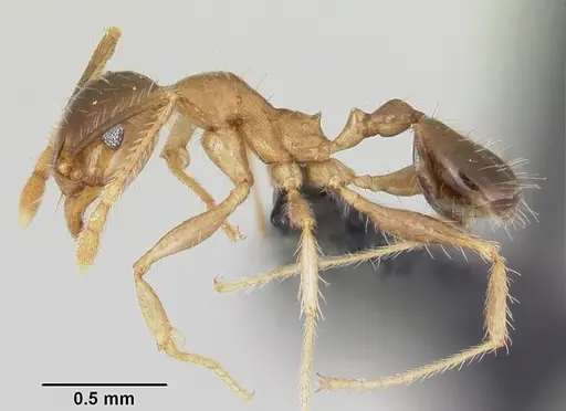 Pheidole megacephala - CASENT0104905