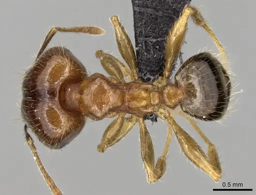 Pheidole megacephala - CASENT0104990