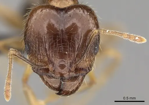 Pheidole megacephala - CASENT0104990