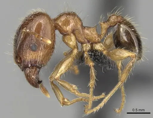 Pheidole megacephala - CASENT0104990