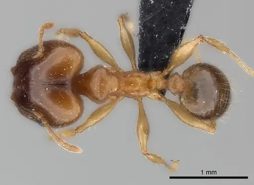 Pheidole megacephala - CASENT0116052