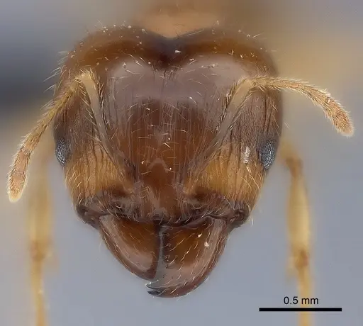 Pheidole megacephala - CASENT0116052