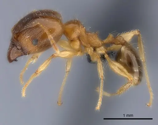 Pheidole megacephala - CASENT0116052