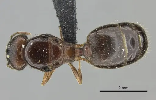 Pheidole megacephala - CASENT0118192
