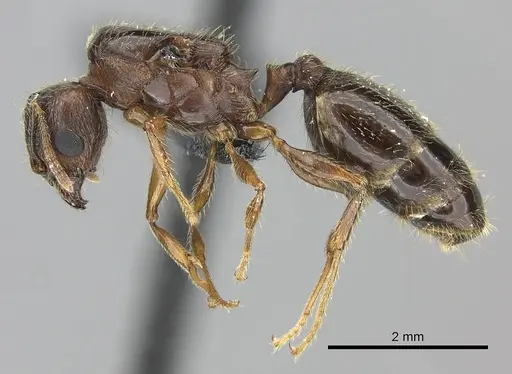 Pheidole megacephala - CASENT0118192