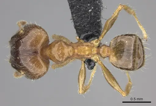 Pheidole megacephala - CASENT0118193