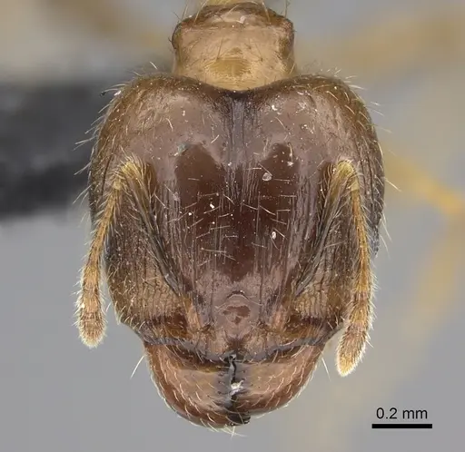 Pheidole megacephala - CASENT0118193