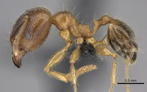 Pheidole megacephala - CASENT0118193