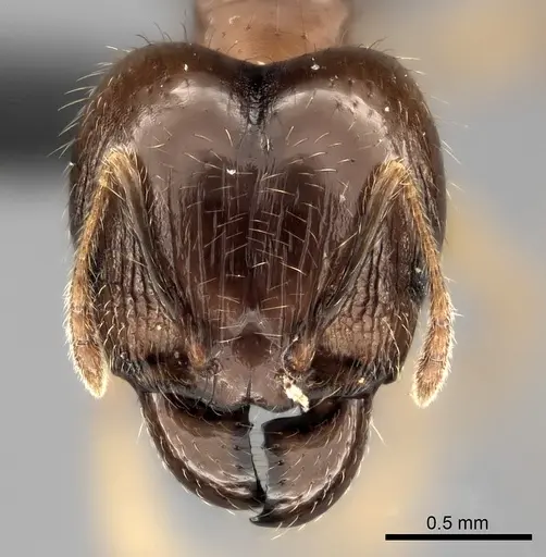 Pheidole megacephala - CASENT0121780