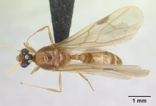 Pheidole megacephala - CASENT0134924
