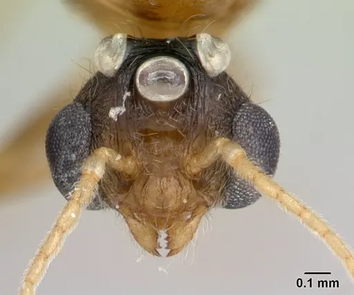 Pheidole megacephala - CASENT0134924