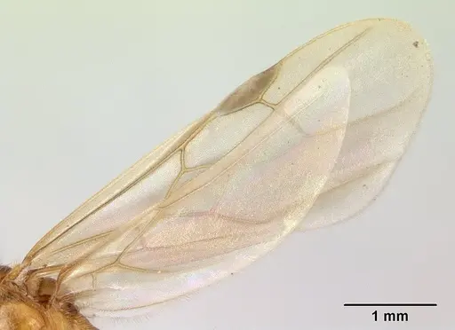 Pheidole megacephala - CASENT0134924