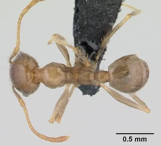 Pheidole megacephala - CASENT0146859